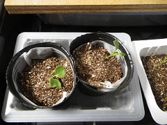 Resize of 089_20140617_thumb.png